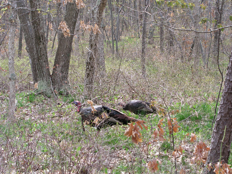 Turkeys