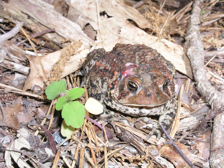 Toad