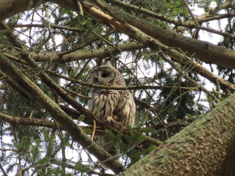 BarredOwl2