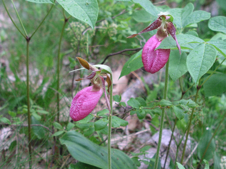 Lady Slippers 1