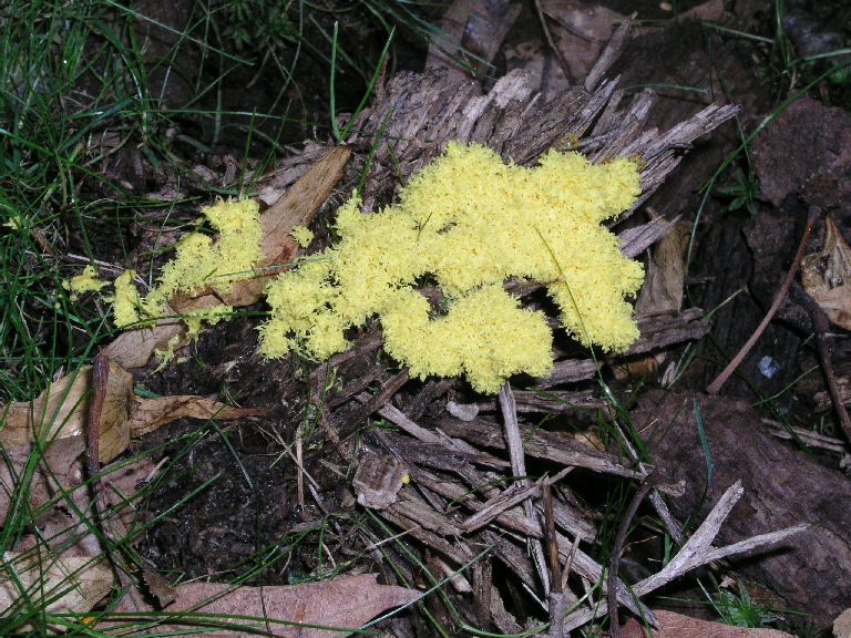 Lichen 5