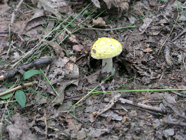 Fungus 2