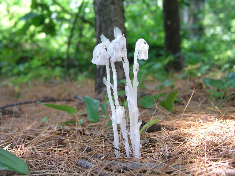 Fungus 3