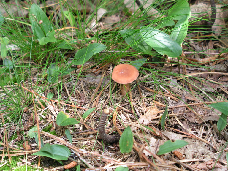 Fungus 5