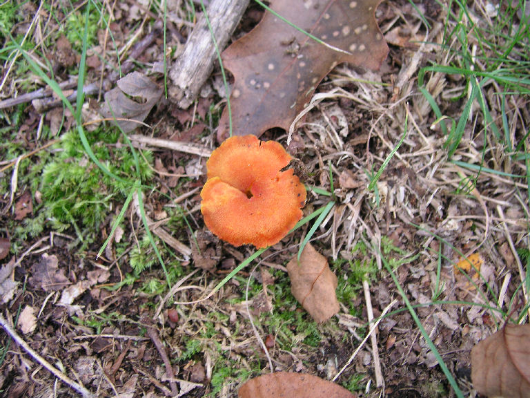 Fungus 6