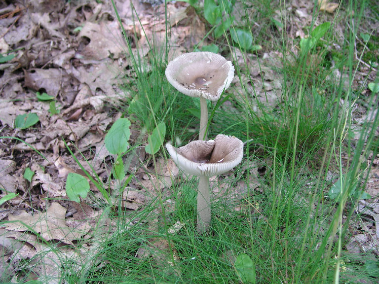 Fungus 7