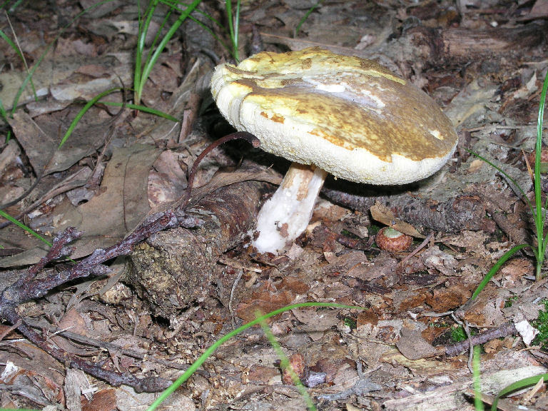 Fungus 9