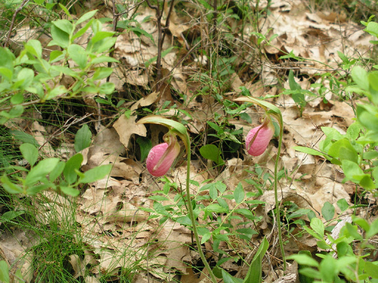 Lady Slippers 2