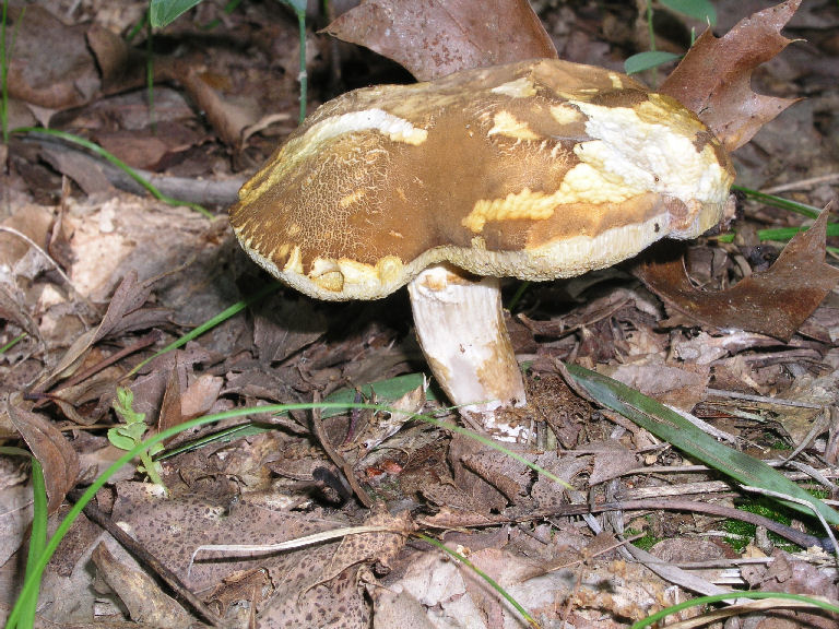 Fungus 10