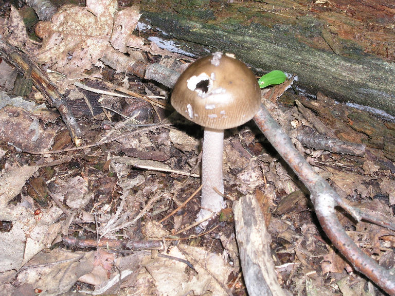 Fungus 16