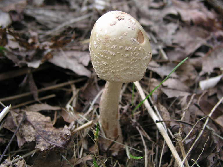 Fungus 17