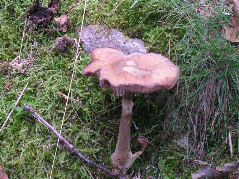 Fungus 18