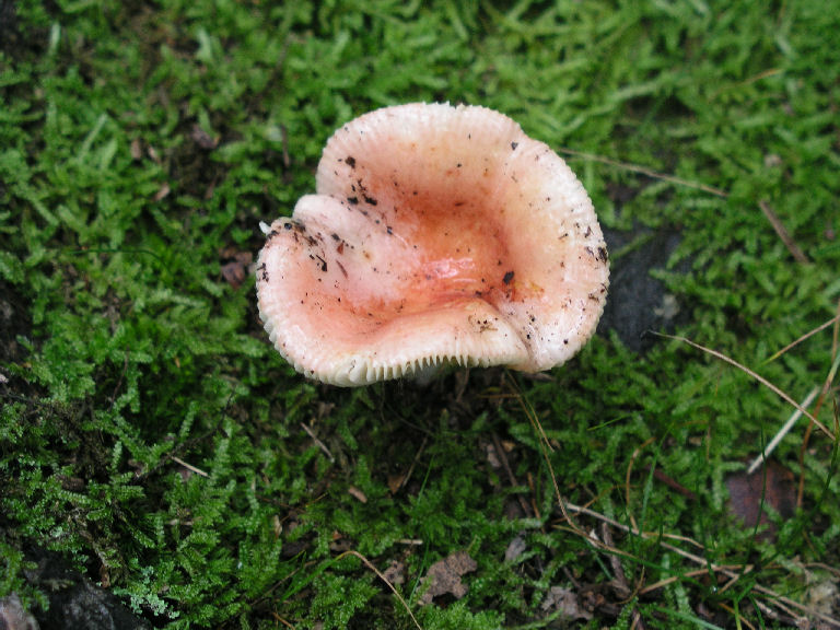 Fungus 21