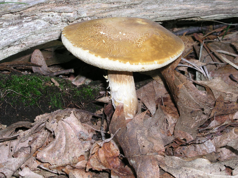 Fungus 28