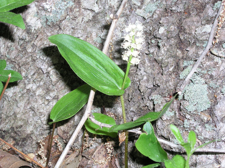 Small Flowers