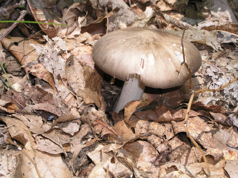 Fungus 30