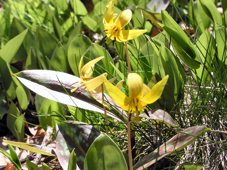 Yellow Flower 1