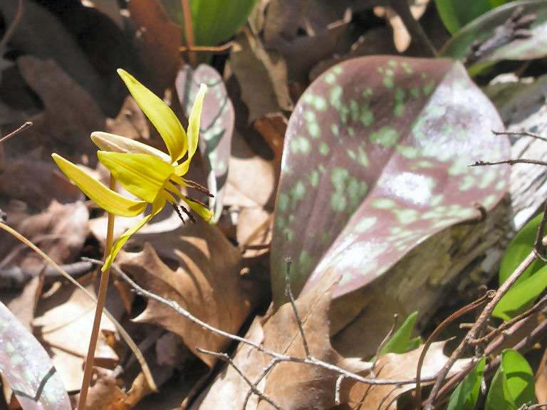 Yellow Flower 2