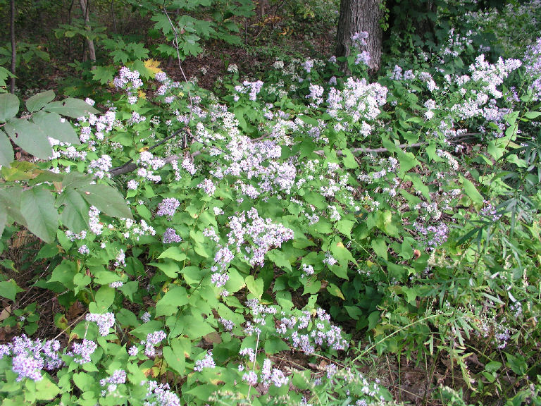 Flowering Bush