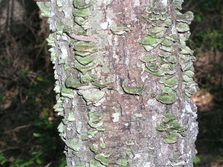 Lichen 2